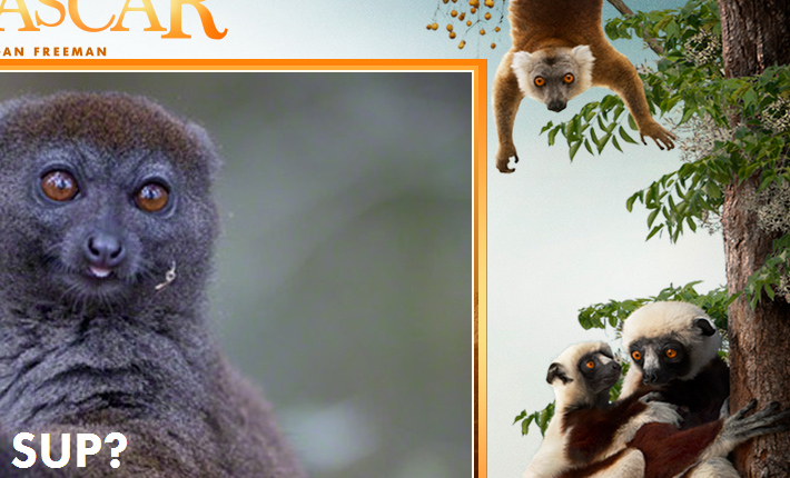 Island of Lemurs: Madagascar Meme Generator