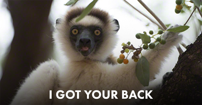 Island of Lemurs: Madagascar Meme Generator