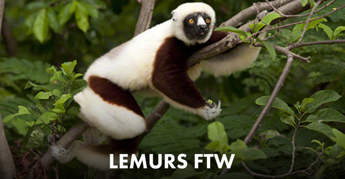 Island of Lemurs: Madagascar Meme Generator